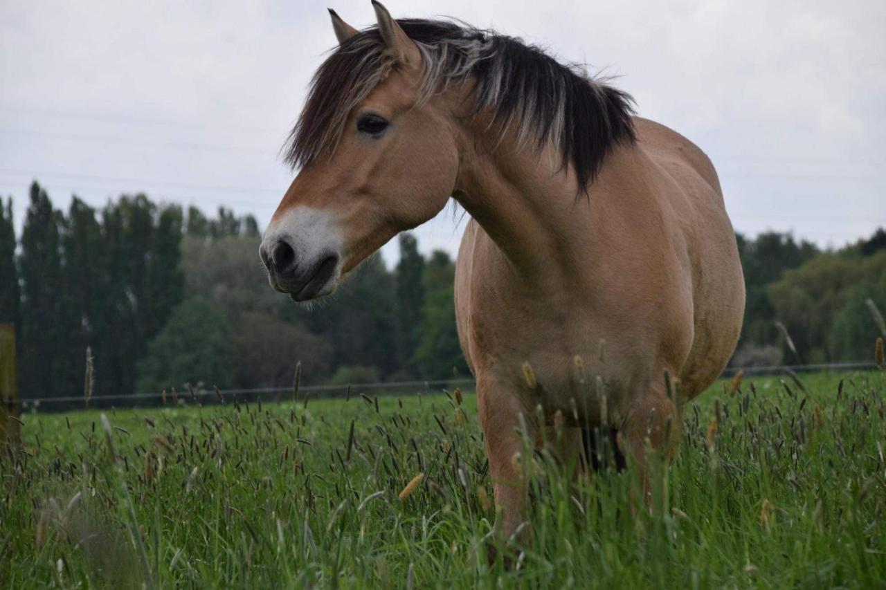 Ferme De La Forterie Verlinghem Екстер'єр фото